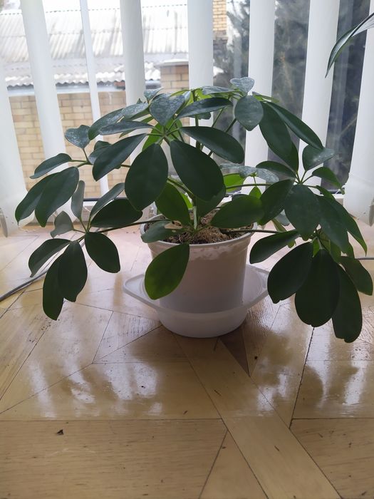 Пеларгония Леона Галактика