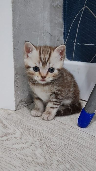 Продаются шотландские котята