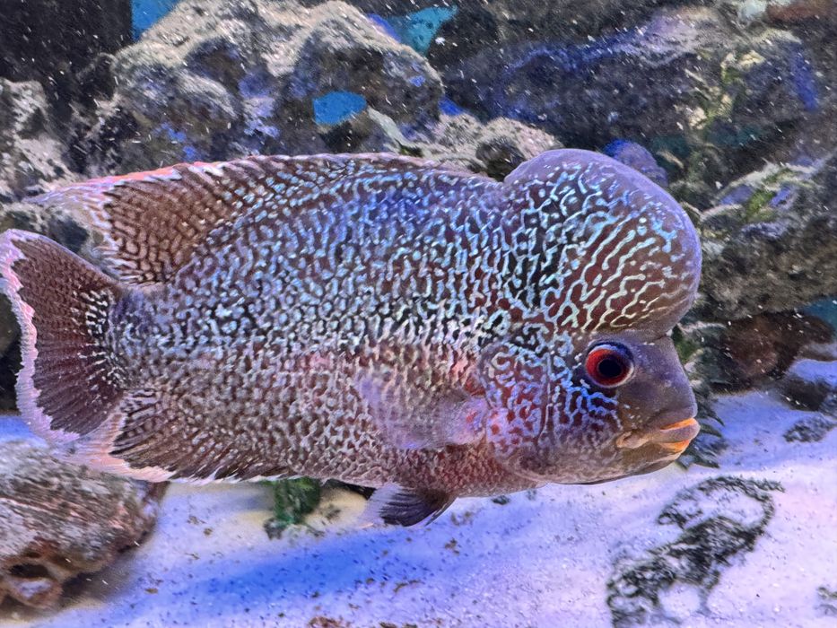 Vând peste Cichlasoma sp. big head flowerhorn