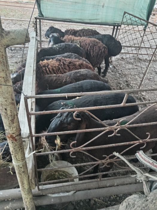 asalom alekum qoylar sotiladi qasob xizma bor