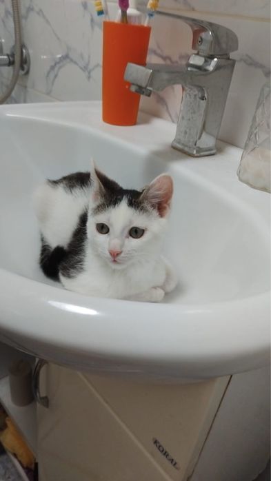 Котенок, отдам в добрые руки