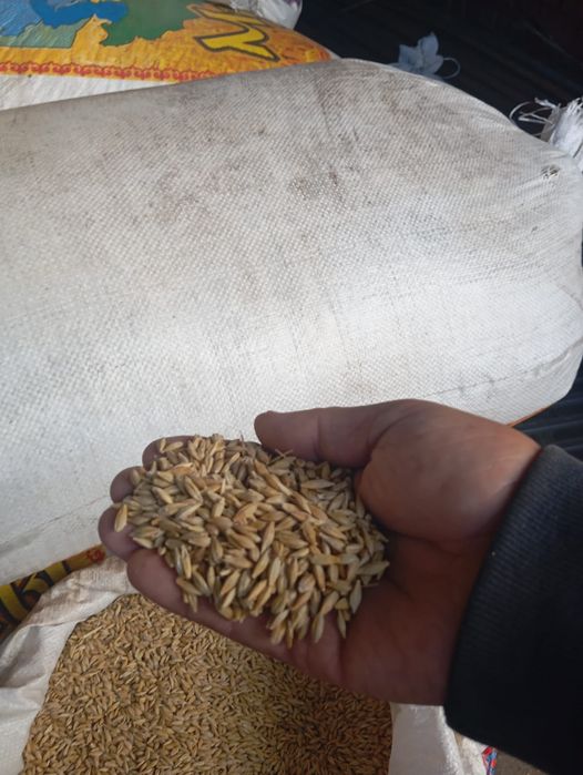 Продам ячмень в мешках