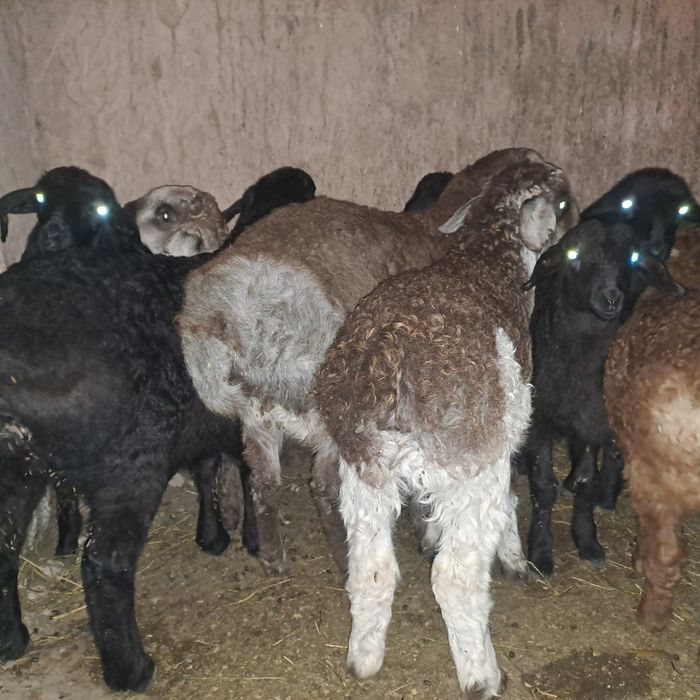 Семиз козылар 2 ерке 7 ургашы