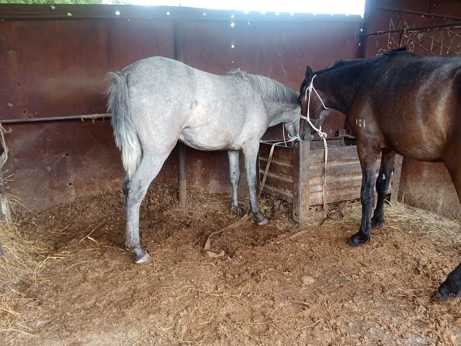 Байтал мен донен сатылады