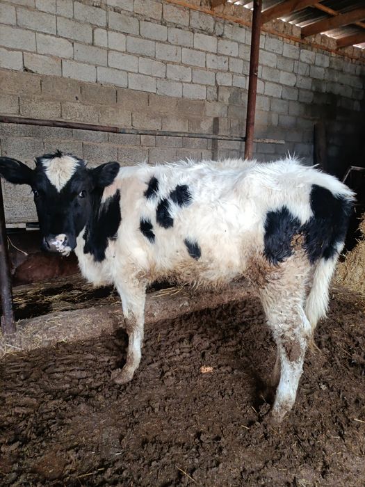 Ургашы буқа сатылады