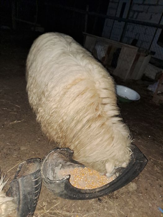 Schimb berbec pe 2 oi