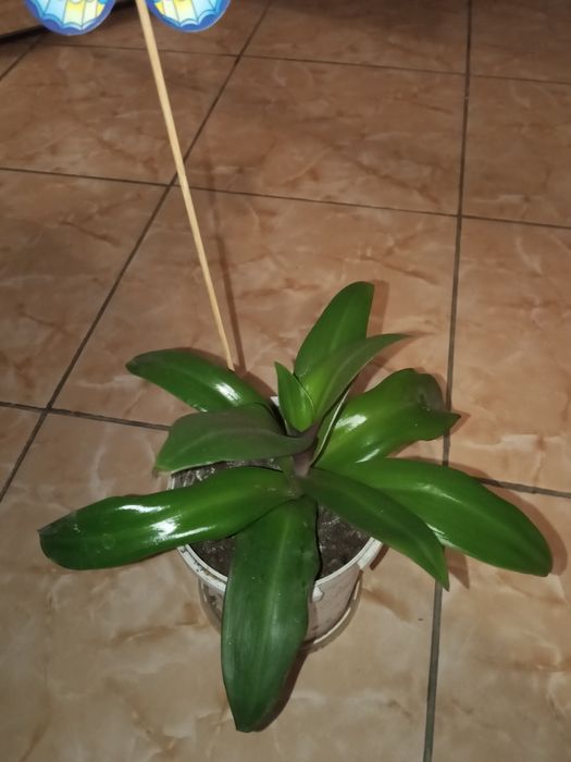 Продаю комнатные цветы