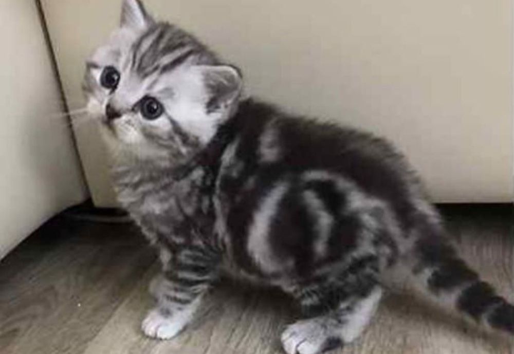 Шотланские котята
