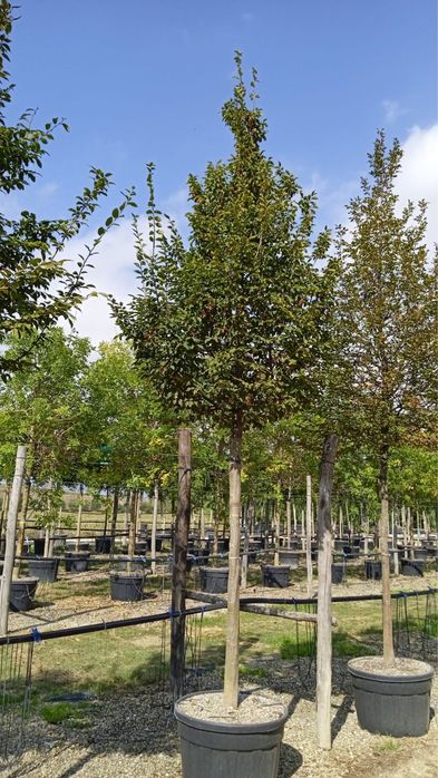 Tei. platan. carpinus. Mestecan