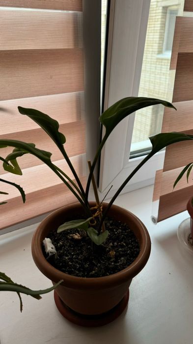 Пподается цветок- диффенбахия