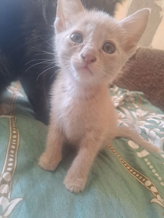 Отдам котят марғаулар