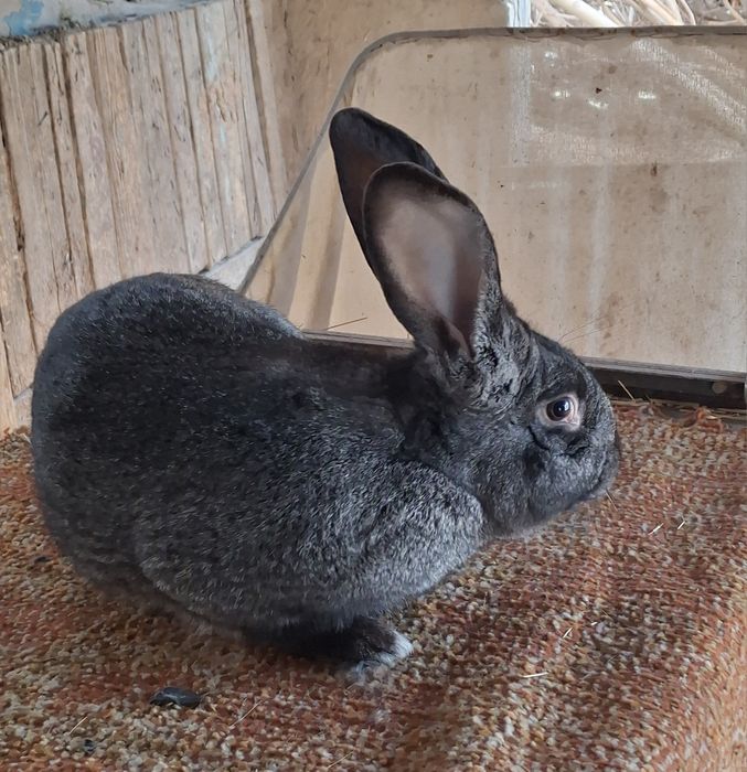 Великан куён сотилади