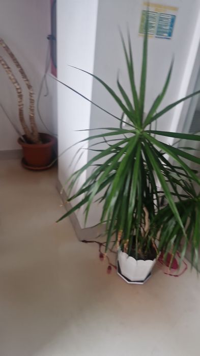 Ingrijire Case De Vacanta  Mamaia =Mangalia