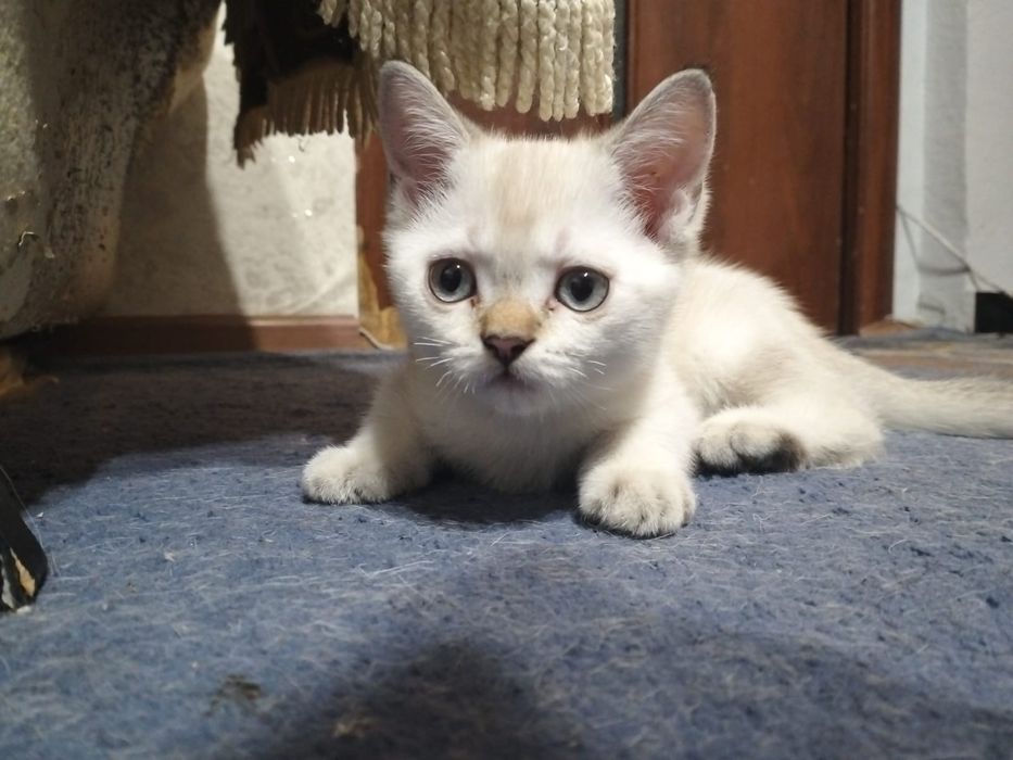 Продаются котенки