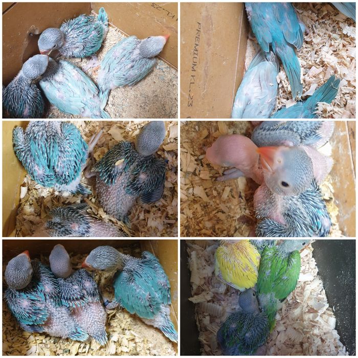 Papagali micul alexandru(puișori blănzi)