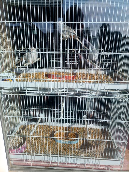 Turturele diamant ( o pereche matură și pui lor )