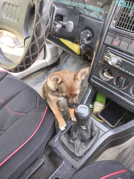 Отдам в добрую семью