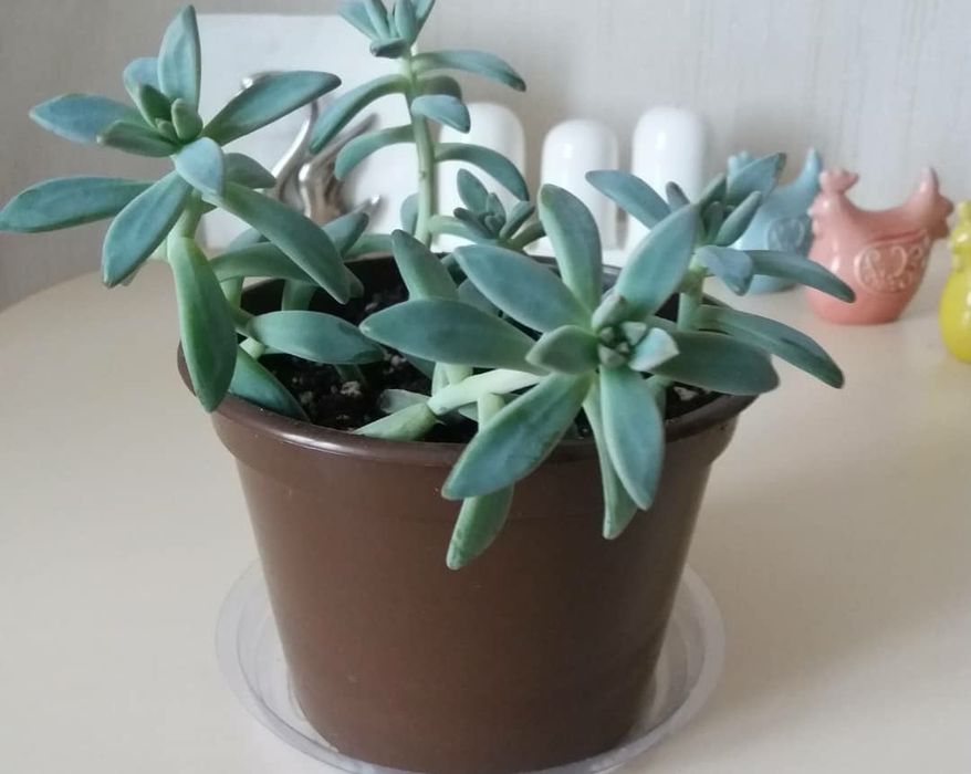 Комнатные растения-сукуленты.