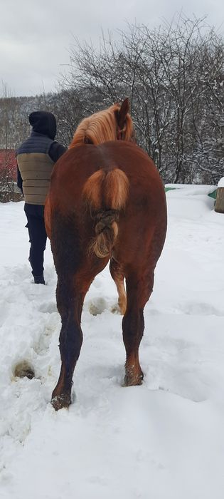 Vând Mânz de 2 ani cu pașaport