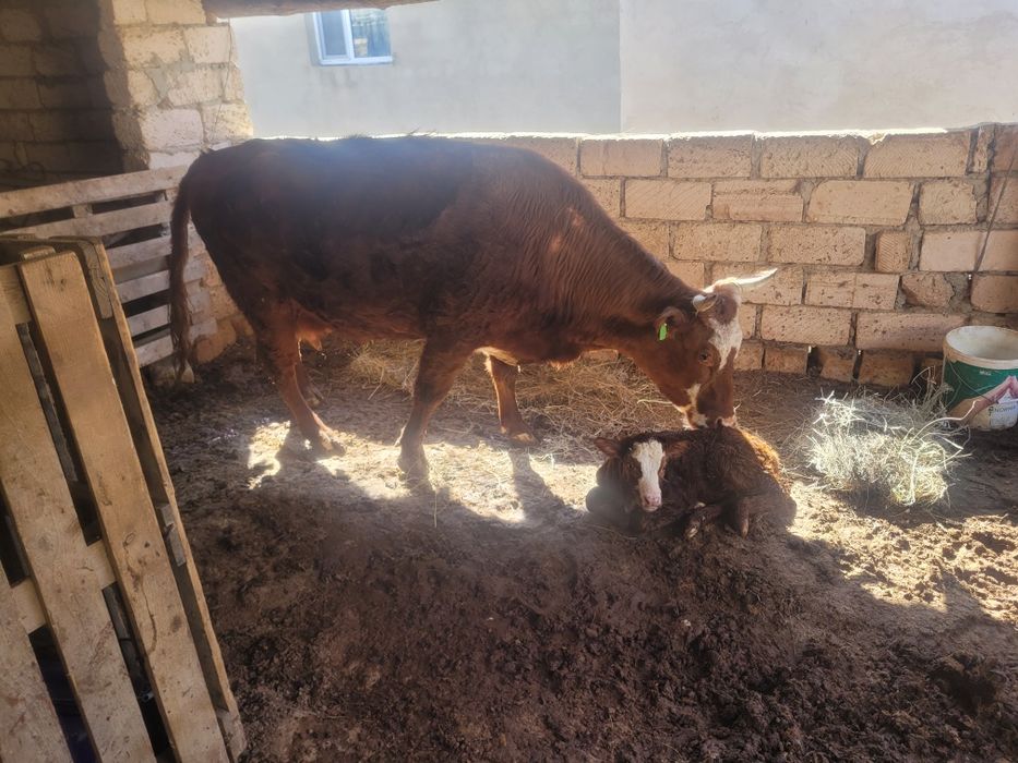 Бузаулы сиыр сатылады