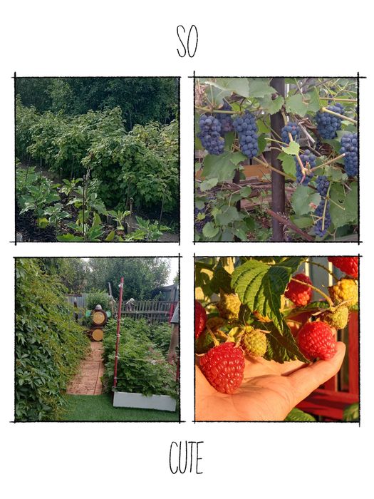 Продам дачу 1дачная общество Борки