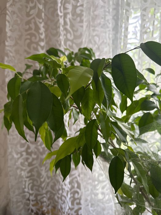Фикус бенджамина. 170 см