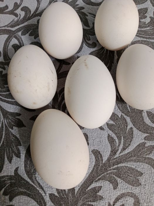 Яйца Гусей свежие