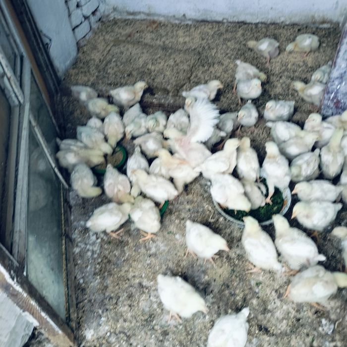 Продам мясо бройлер домашние
