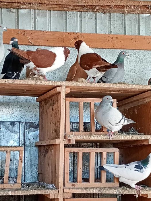 Vând porumbei galbeni și straseri