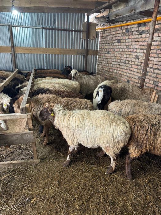 Продажа баранов в городе