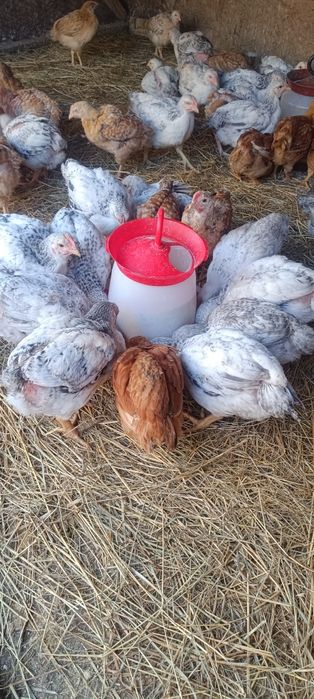 Pui rasa mixta,kabir și Monaco,puicute ouătoare,boboci rată