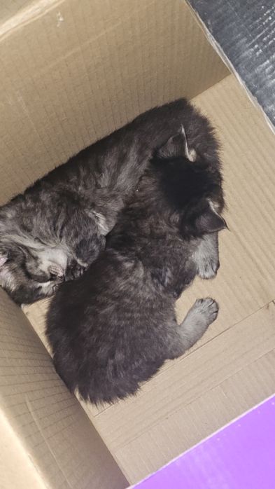 Отдам котят в добрые руки