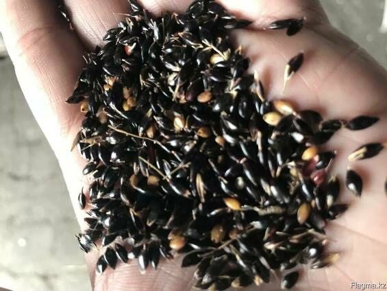 Суданка оптом и в розницу