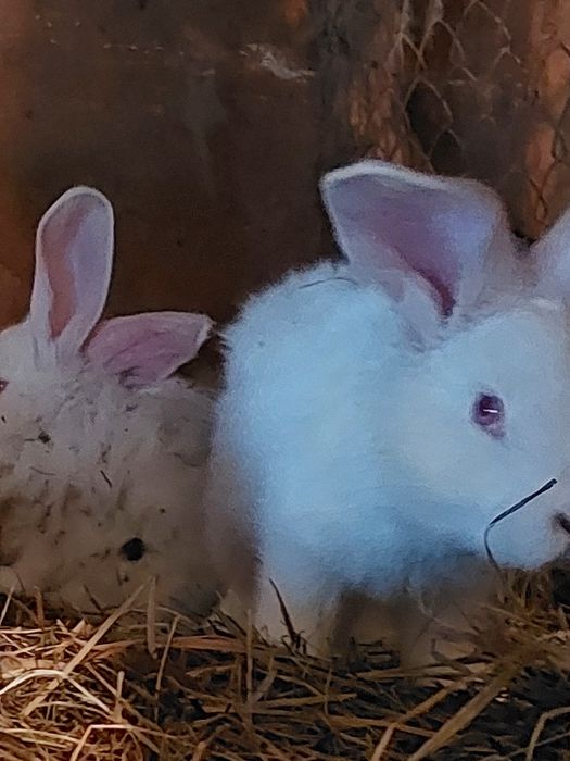 Кролики белый великан