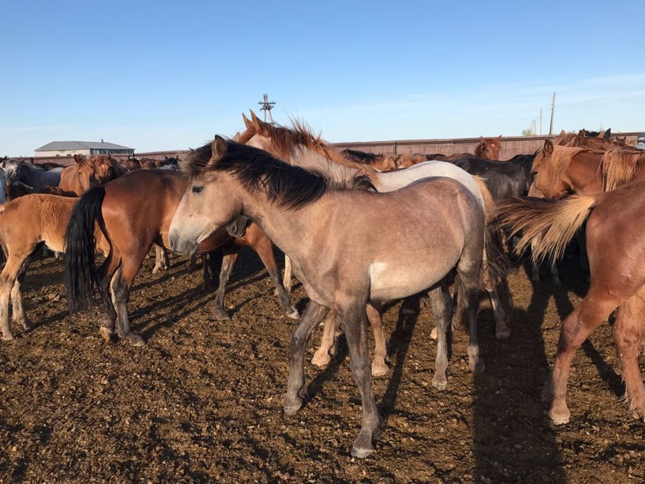 Тай, құнан, байтал