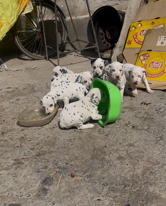 Продаю щенков далматинцев