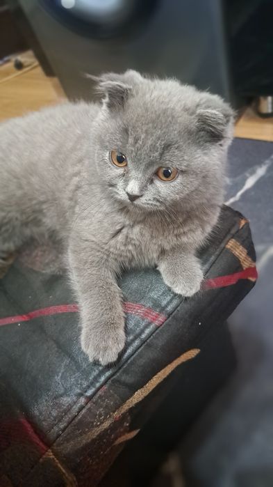 Продаётся котенок