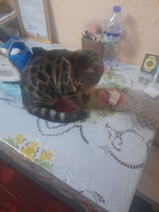 Бенгальская кошка 7 месяцев