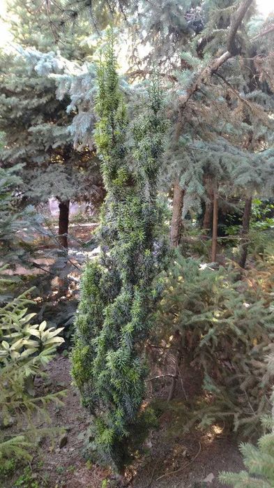 Декоративные растения