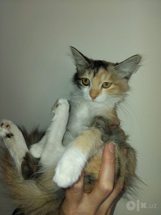Отдом бесплатно котёнка