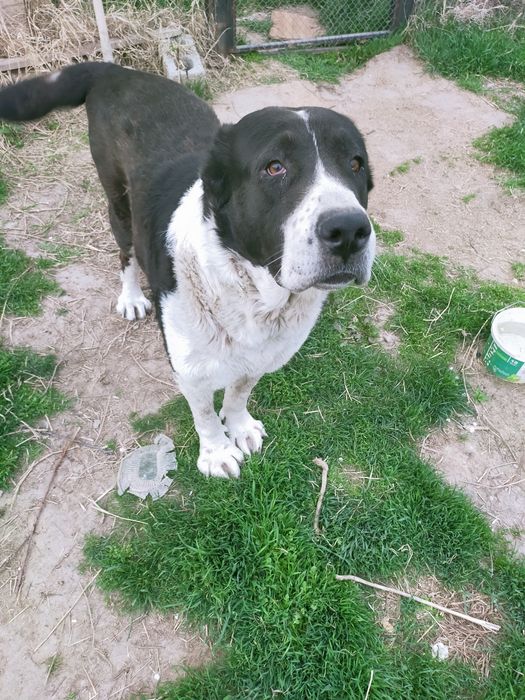 собака срелнеазиат