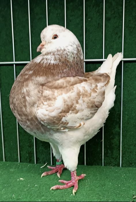 Porumbei King American