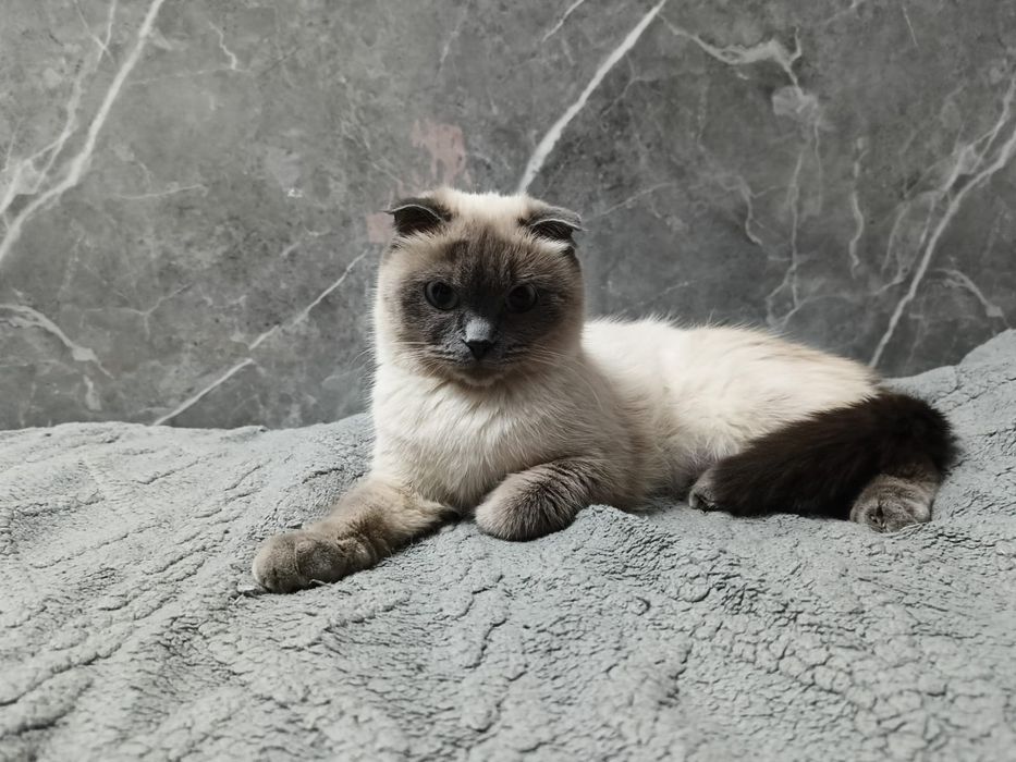 Котик в добрые руки