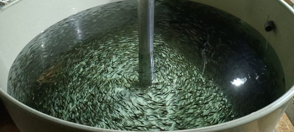 Puiet pastrav curcubeu