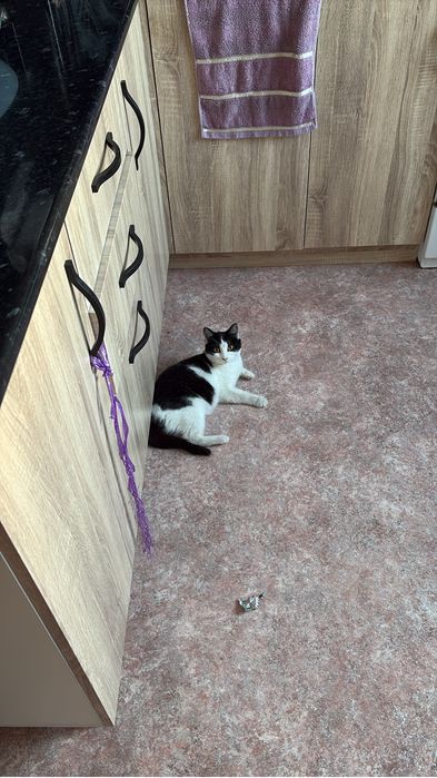 Кошечка ищет дом