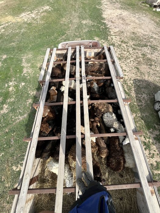 150бас қой, 3сиыр,2қашар,4бұзау