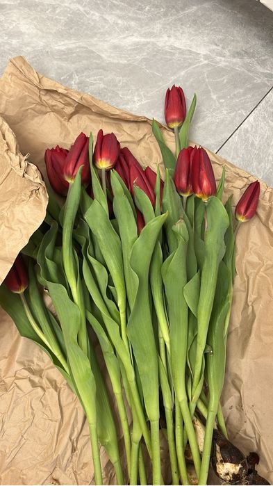 Продам цветы тюльпаны