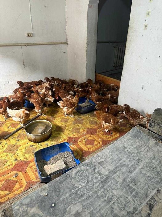 Тауык сатылады (жас)