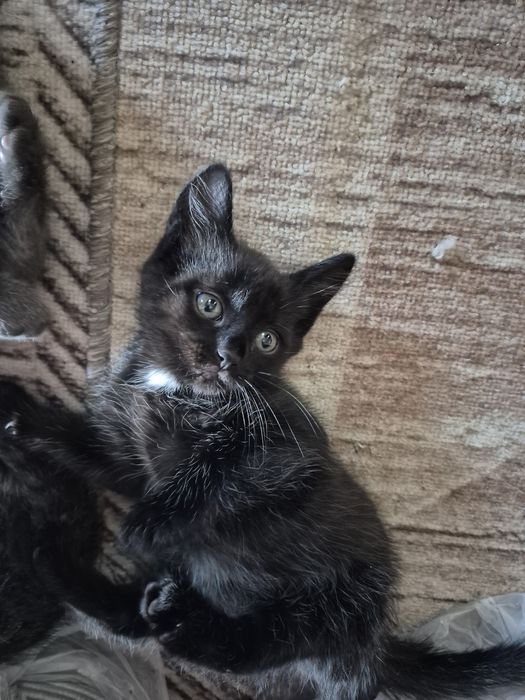 Кошечка в добрые руки