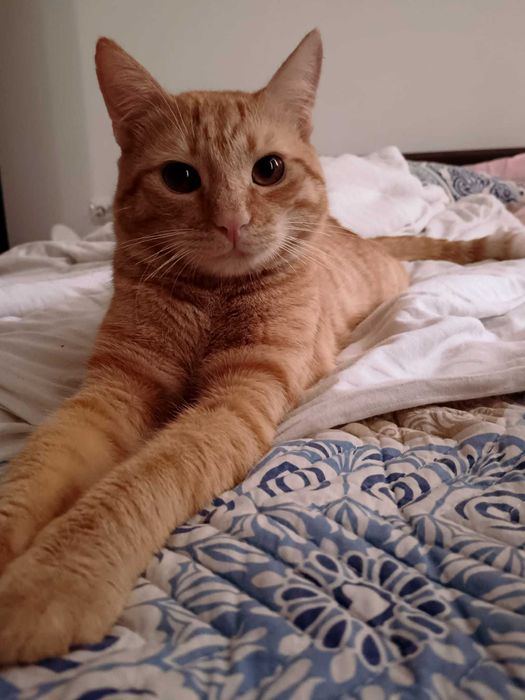 Adoptie motan roscat, 1 an si 5 luni, castrat si perfect sanatos